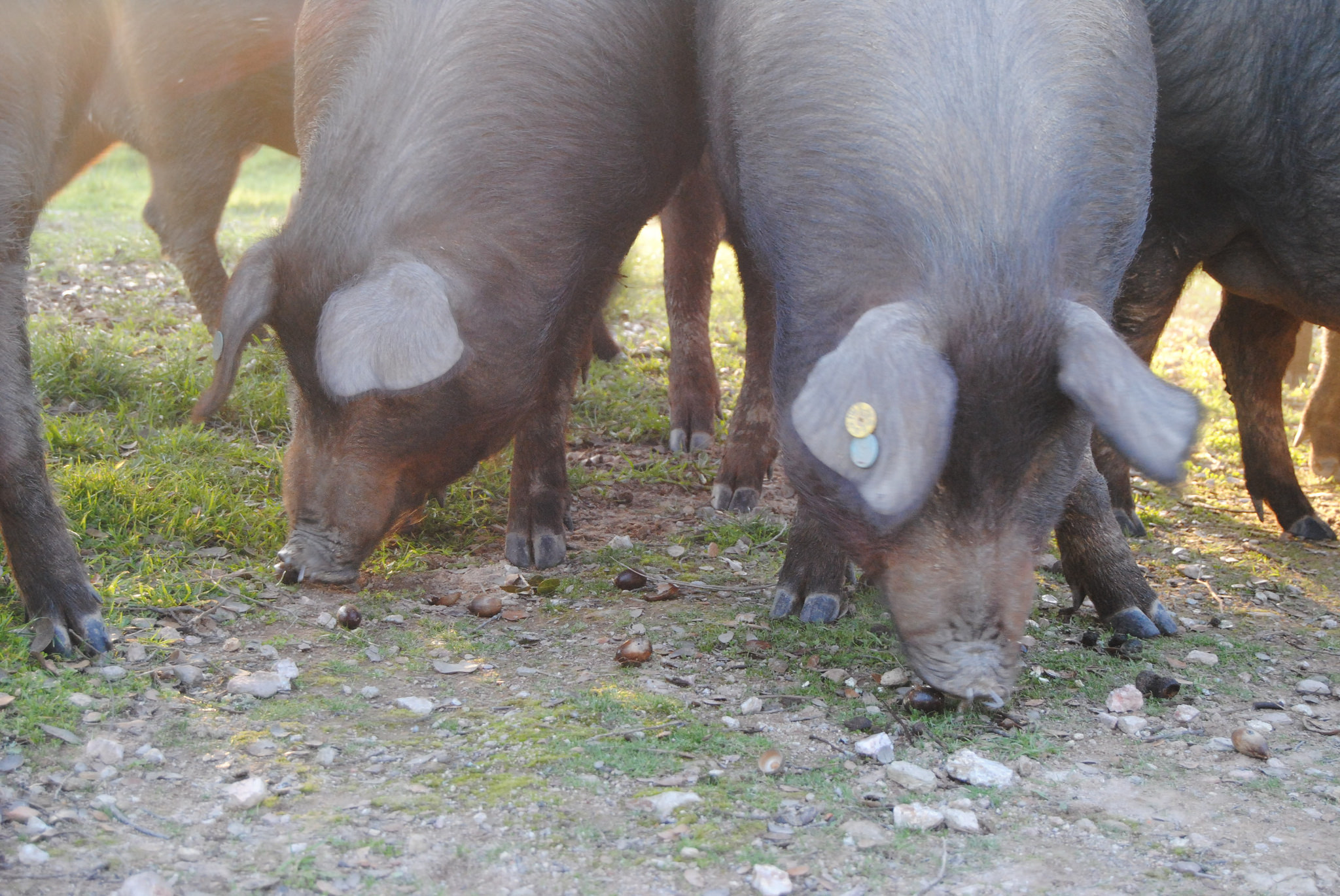 Cría del cerdo. Jamones de Extremadura.